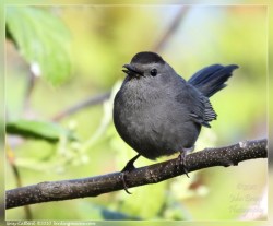 CatbirdJohnBriggs